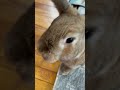 Pumpkin .. your a curious bun #rabbitsofyoutube #mybunny #viralrabbit #cutebunny #mycuterabbit #pet