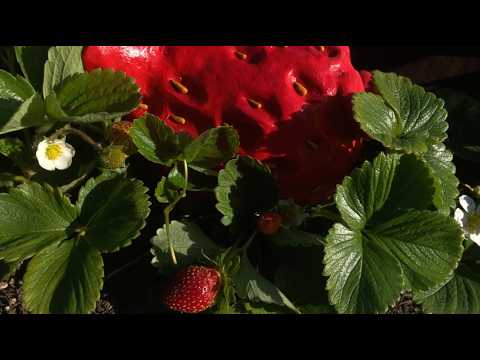 Related Embedded Video Item Thumbnail