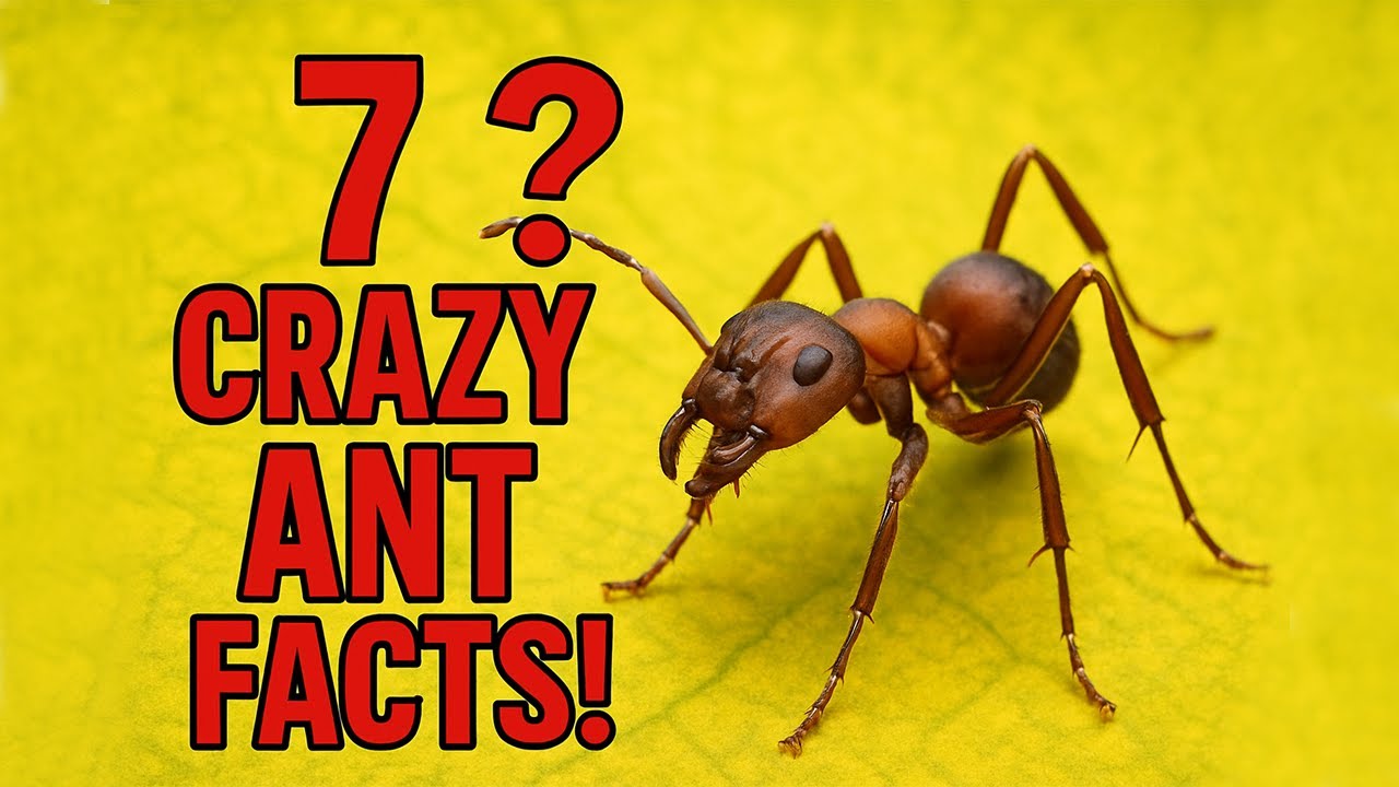 7 Ant Facts That Will Blow Your Mind!