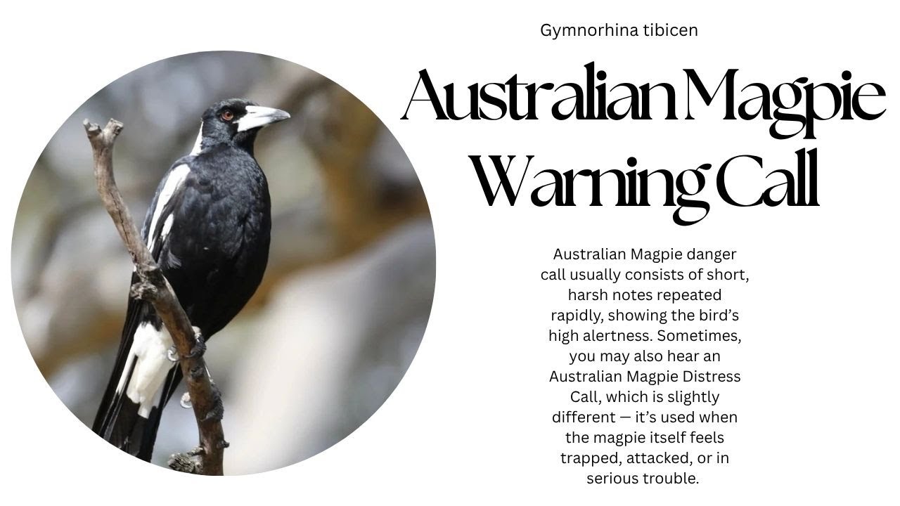 Australian Magpie Warning Call | Australian Magpie Alram Call | Australian Magpie Distress Call