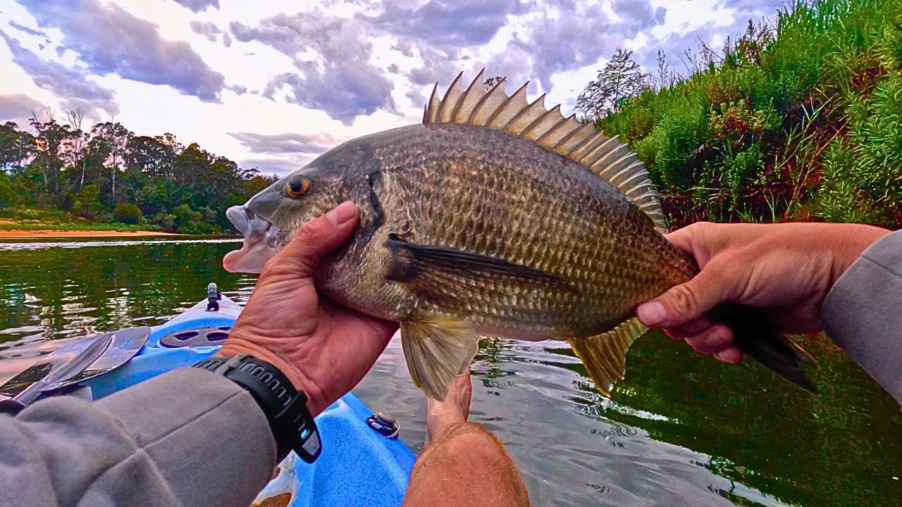 Я поймал ЛЕЩ В БЕЗУМНОМ МЕСТЕ, где я нашёл модный кемпинг! (Восточное побережье Австралии)