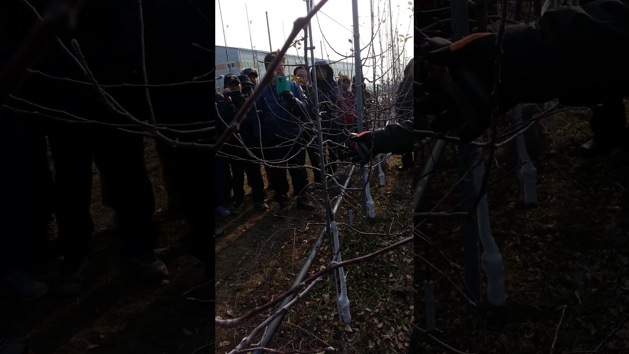 14년 사과나무 전정 키큰세장방추형 신종협님