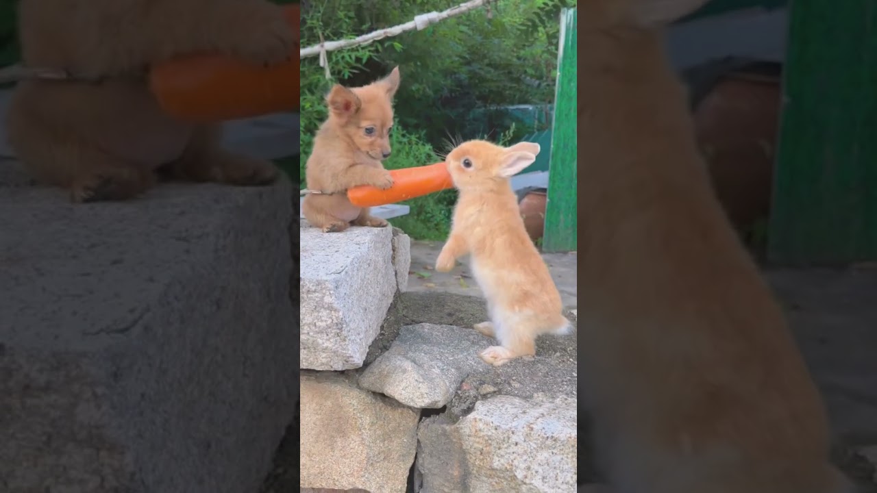 Keep your pet's health on track effortlessly.