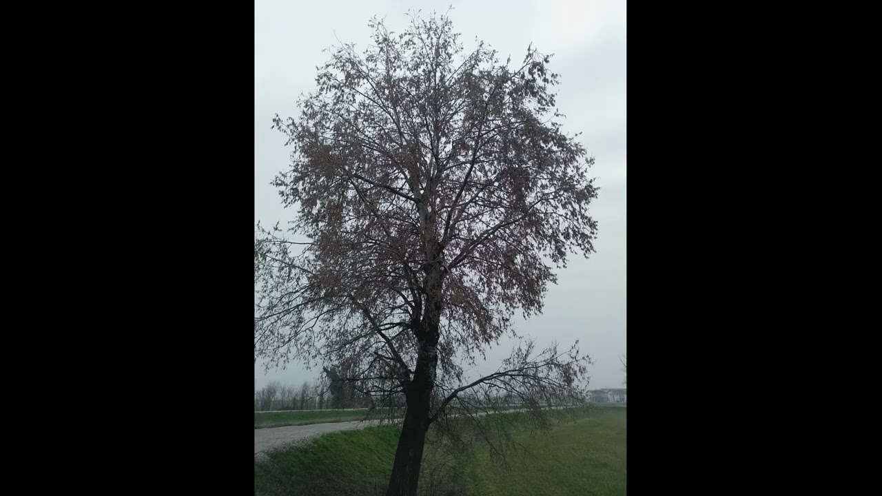 25 febbraio 2026   camminata   giro dinamico ed immagini con sound e con commento finale