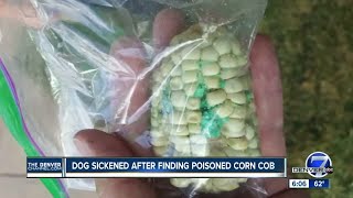 Dog sickened after finding poisoned corn cob