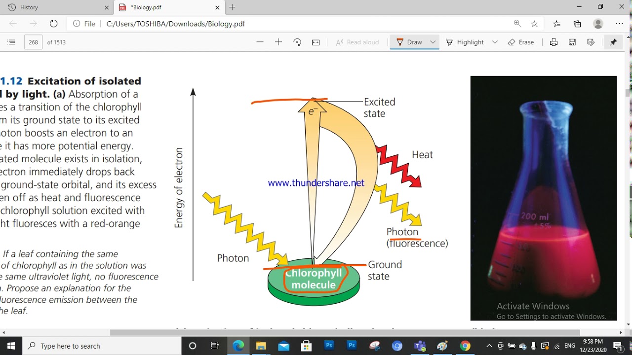 chapter 11 : Photosynthesis 4
