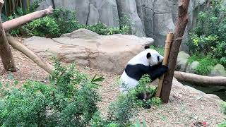 Beautiful Panda Pure Veg, Eating Tree Leaf, , Shortviral.