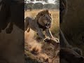 Lion vs Prey: Brutal Savanna Chase #lion #wildlife #animals