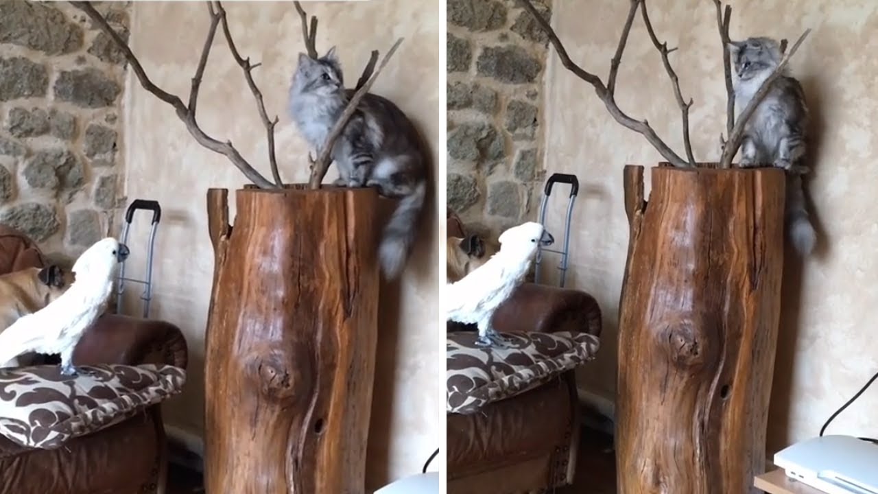 Talking parrot flawlessly imitates cat's meow