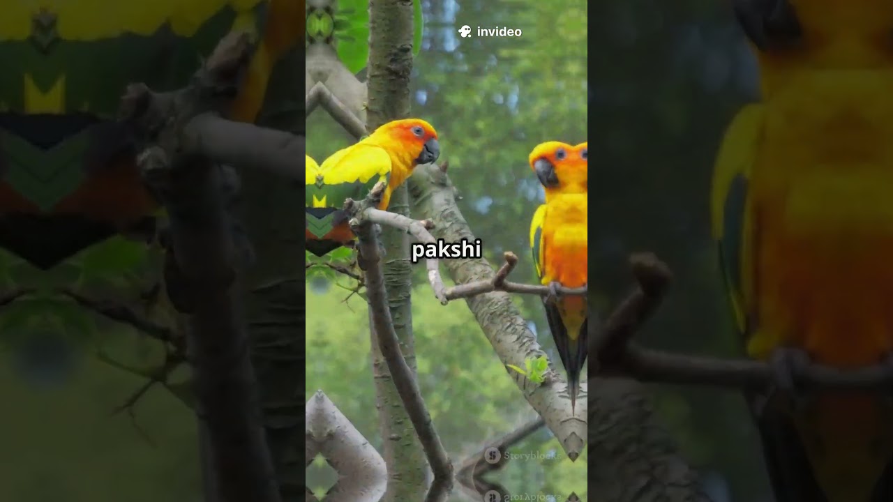 African Citril: The Little Yellow Songbird of Africa 