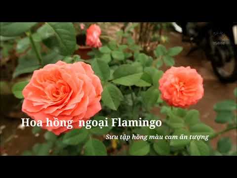 Giới thiệu cây hồng ngoại Flamingo rose màu cam tuyệt đẹp | Foci