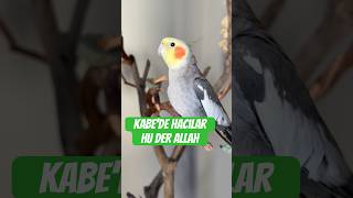 Mecnun Ve Kabede Hacılar Hu Der Allah Ilahisi Şfet