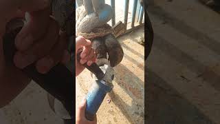 animal hoof trimming #satisfying #dairyherd #pet #woodworking #hoof #trimming