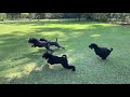 E Revo Vs 5 Kerry Blue Terriers の動画、YouTube動画。