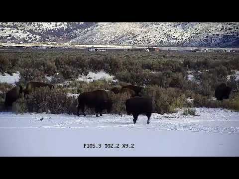 bison iloilo Bison head butting on Christmas morning