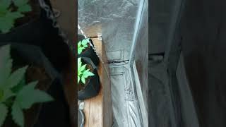 Kahuna . And Junkyard 420 100% Sativia Update In New Pots