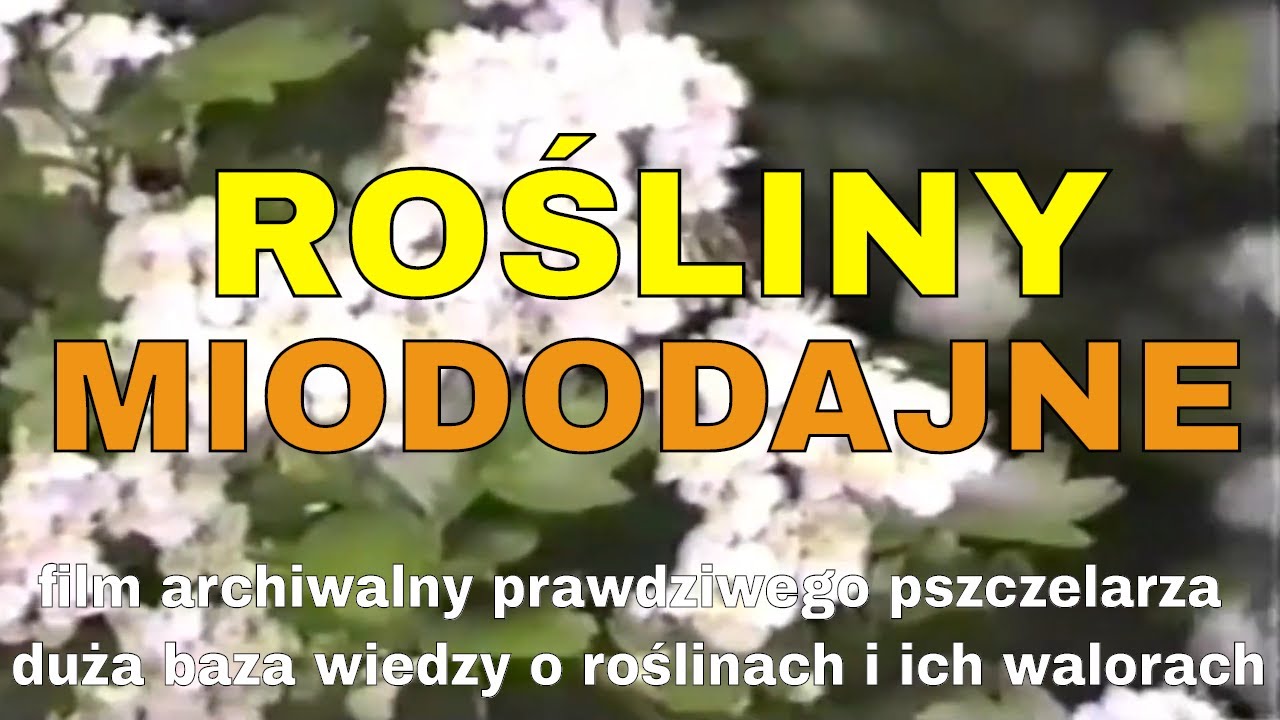 Rośliny miododajne - przegląd oraz dane opowiada pszczelarz- film archiwalny pełnometrażowy naukowy