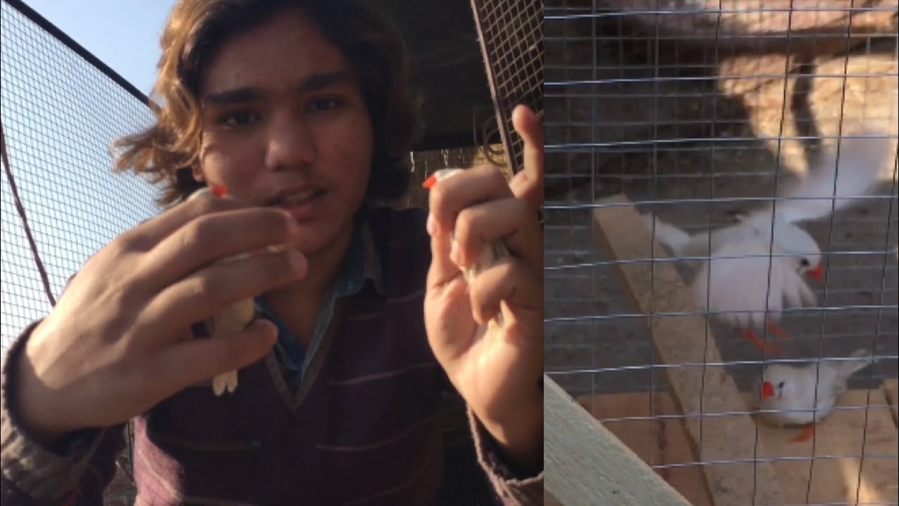1 Pair Finches Ka Chla Ghya Setup Sy By By Finches Kay Pair Ko 1-pair-finches-ka-chla-ghya-setup-sy-by-by-finches-kay-pair-ko