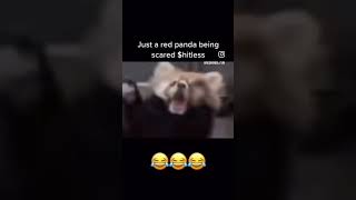 red pandas are so cute and funny 😂 #redpanda #cute #viral #shorts
