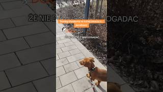 Trening chodzenia na luźnej smyczy z... jamnikiem