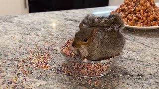 Rescued Squirrel Gets A Sprinkle Birthday Party | The Koala by The Koala 194 views 1 day ago 3 minutes, 8 seconds