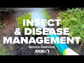 Insect & Disease Management Service Overview I Russell Tree Experts
