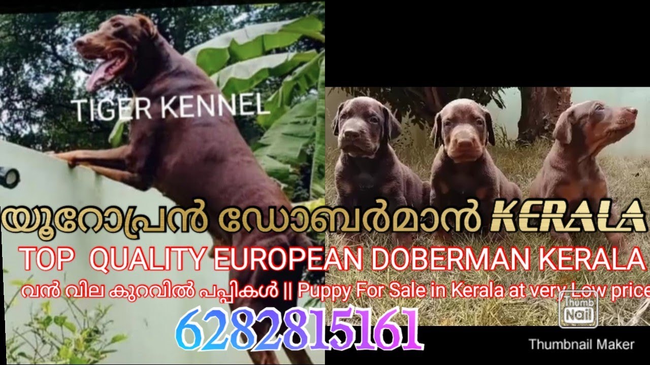 EUROPEAN DOBERMAN KERALA Doberman Malayalam Top Quality Doberman
