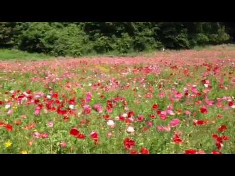 Kurihama Flower World