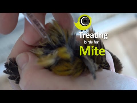 माइटसाठी पक्ष्यांवर उपचार कसे करावे - प्रतिबंध आणि उपचार!