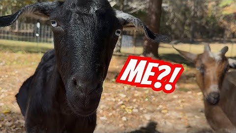 WHO Will Kick Off Kidding Season? 🤔