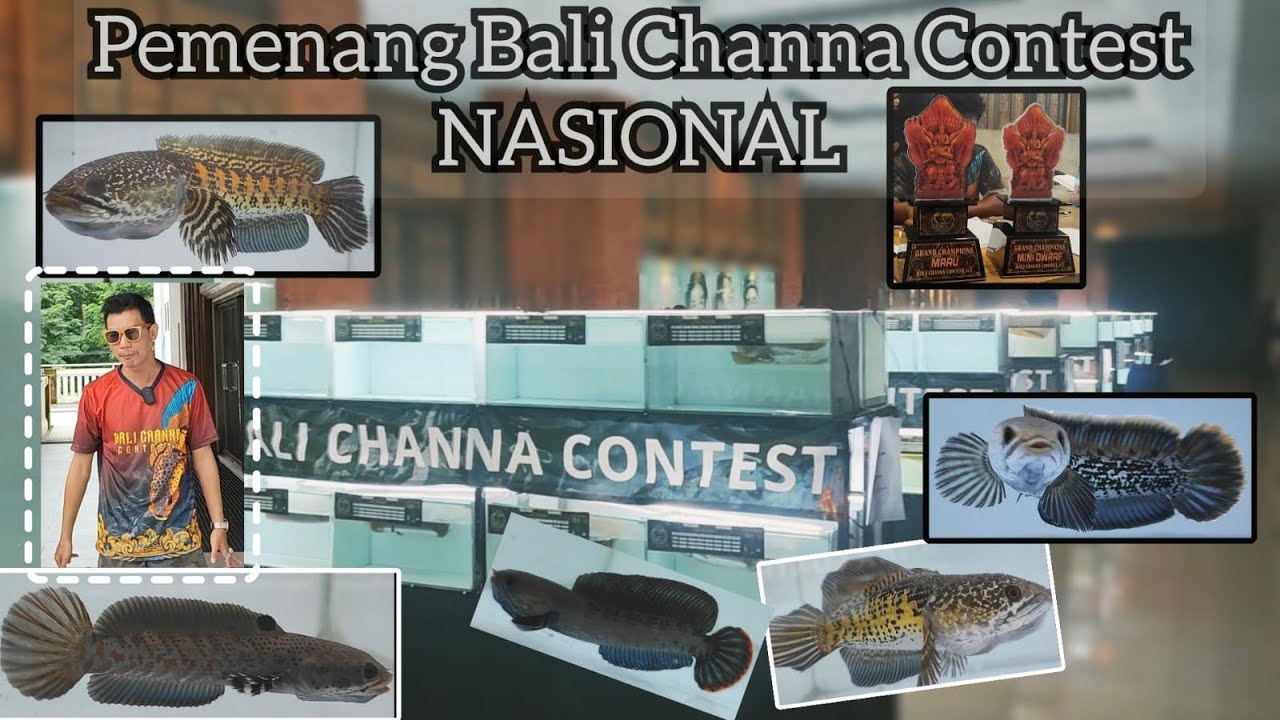 Bali Channa Contest NASIONAL ‼️Channa Juara Kontes 🏆