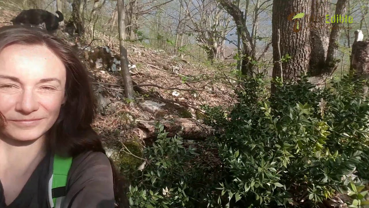 Ghimpele pădureț - Ruscus aculeatus