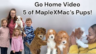 Go Home Video For A Litter of Goldendoodles | MapleXMac Litter of 7