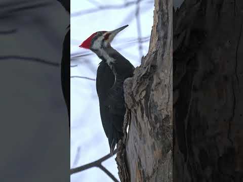 Foraging - Pileated Woodpecker (Dryocopus pileatus)