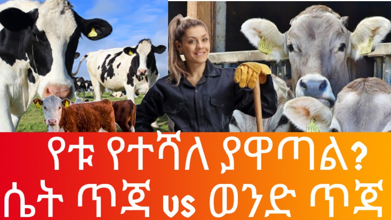 ምን ያዋጣል | ከሴት ጥጃ እና ከወንድ ጥጃ የቱ ያዋጣል? - YouTube