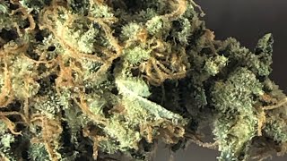 Gorilla Glue #4 strain review ft.HazeyAllDazey
