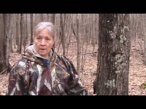 Identifying and Tapping Your First Maple Tree