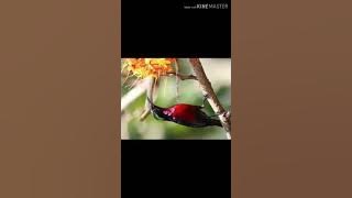 Suara pikat kolibri ninja dengan kolibri ninja ribut kombinasi burcil lainnya
