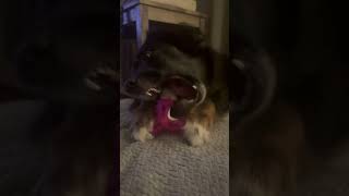 #cute #funny #dog #aussie #viralshorts