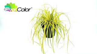 Carex EverColor® Everillo