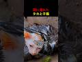 雨に濡れたタカと子猫