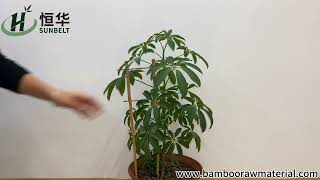 How To Use Bamboo Trellis for Climbing Plants U-shaped Bamboo Pole Garden Plant Support Stakes