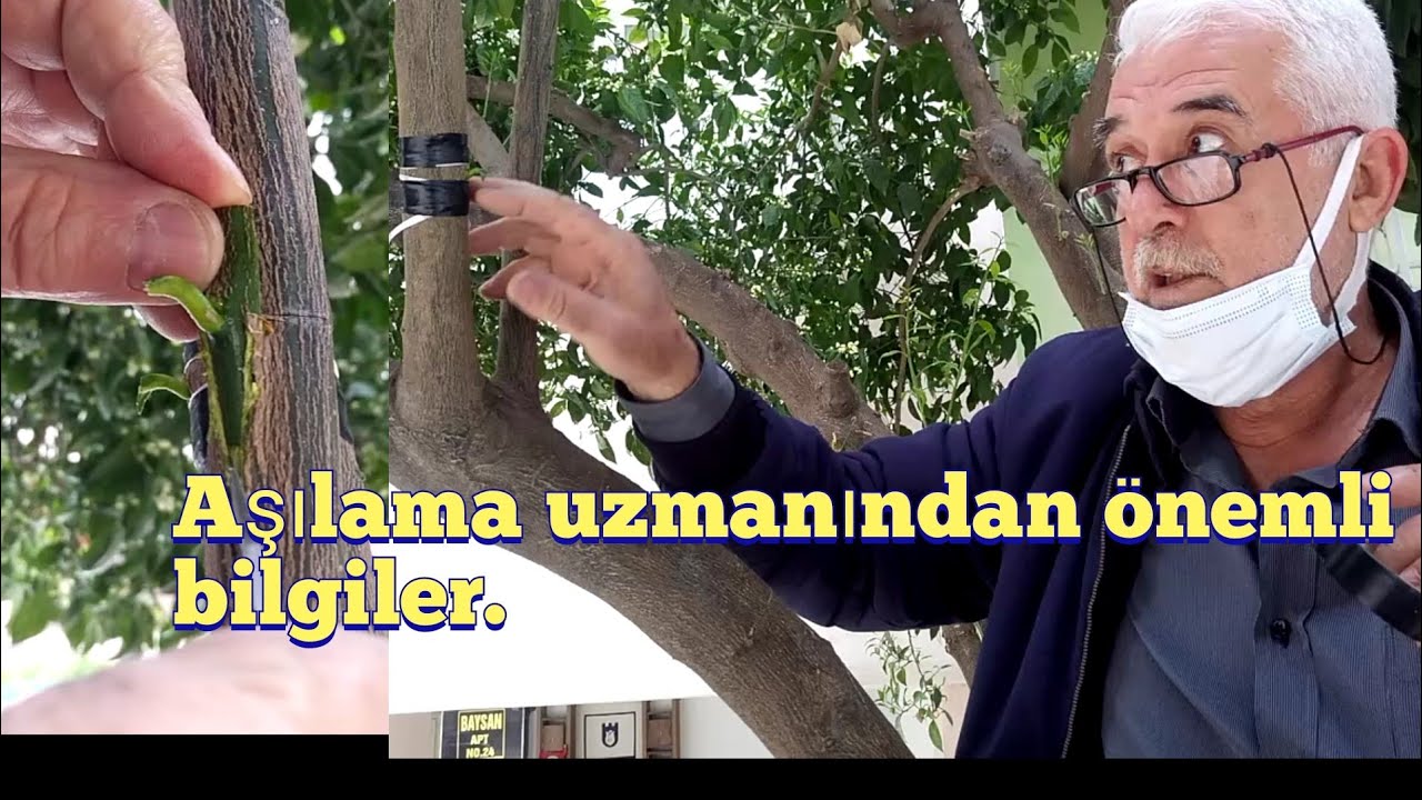 Göz aşısı nasıl yapılır?? portakal ağacında limon yetiştirmi?? Прививка