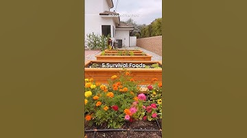 5 SURVIVAL FOODS TO GROW! 🌽
