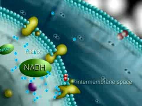 krebs cycle mitochondria - YouTube