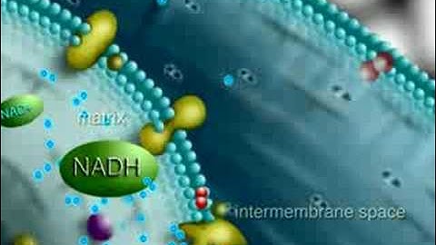 krebs cycle mitochondria