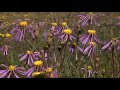 Namaqualand flowers 2018