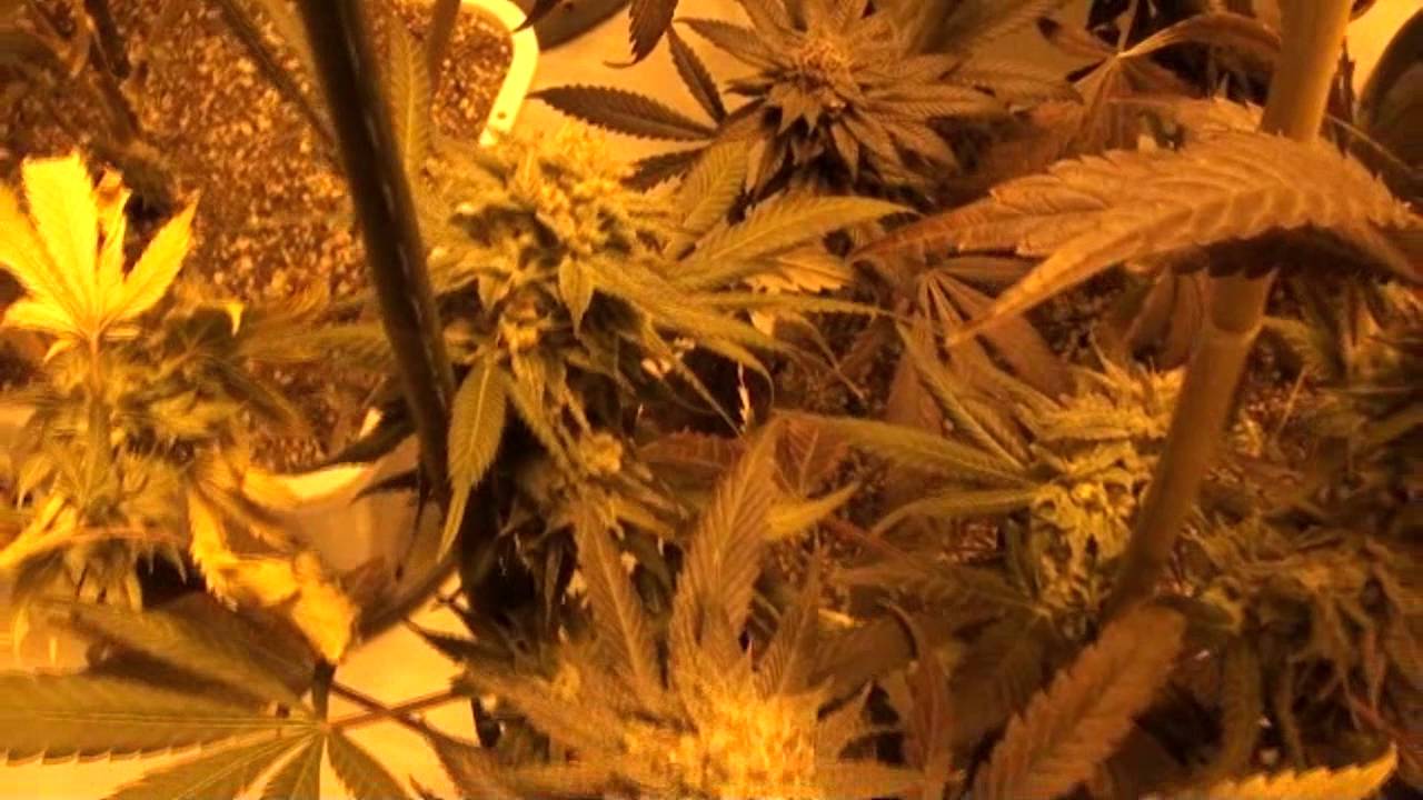 MOTIVLAND #2- 1st run, Pre-harvest