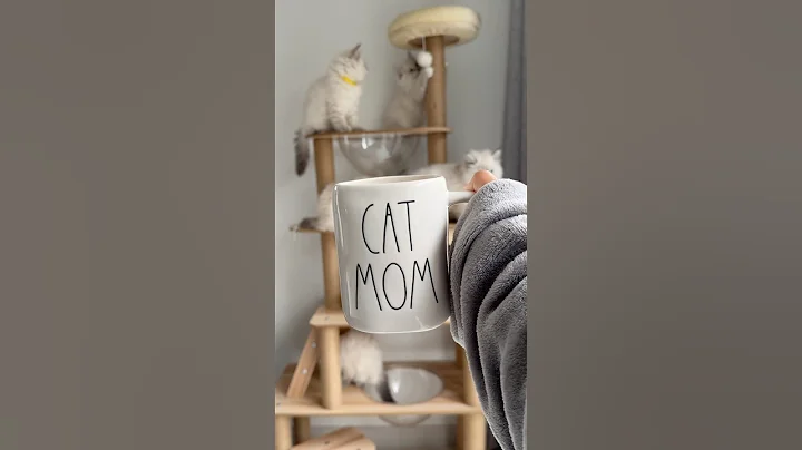 Video 11758231: cat kitten love cute, cat funny love kitten