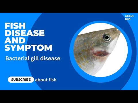 How To Cure Fish Disease Bacterial Gill Disease In Fishes preview